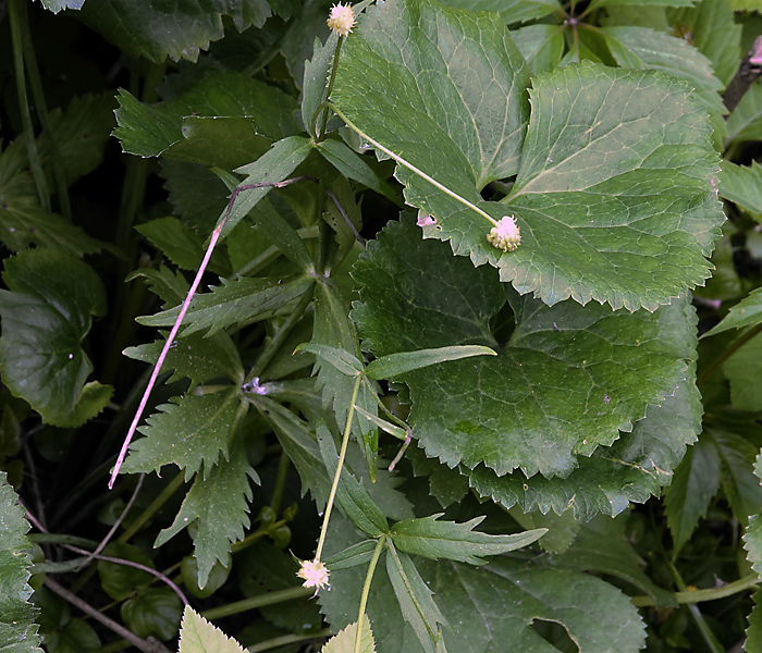 Ranunculus-cassubicus.jpg