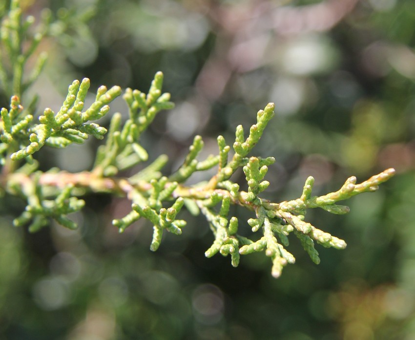 Juniperus phoenicea2_2.JPG