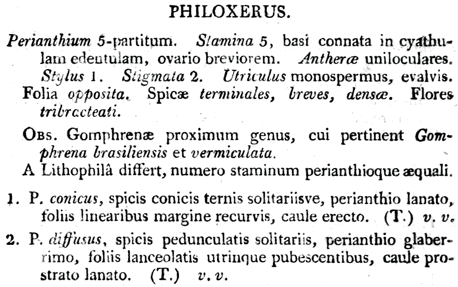Philoxerus_1a.png