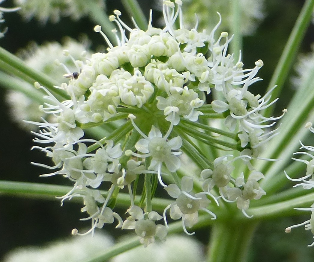 Соцветие зонтик морковь. Семейство сельдерейные. Apiaceae-Umbelliferae. Семейство зонтичные соцветия. Дудник Медвежий (Angelica Ursina.