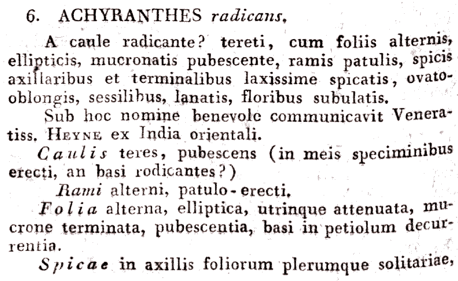 Achyranthes_radicans_1a.png