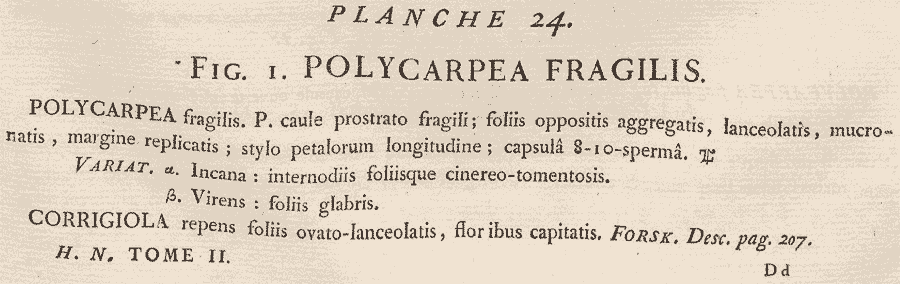 Polycarpaea_fragilis_1a.png