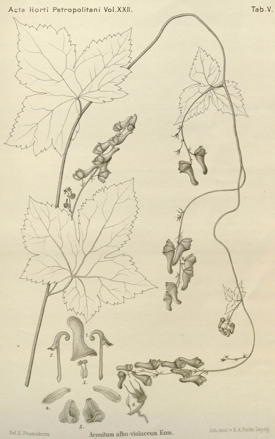Aconitum_albo-violaceum_2a.jpg