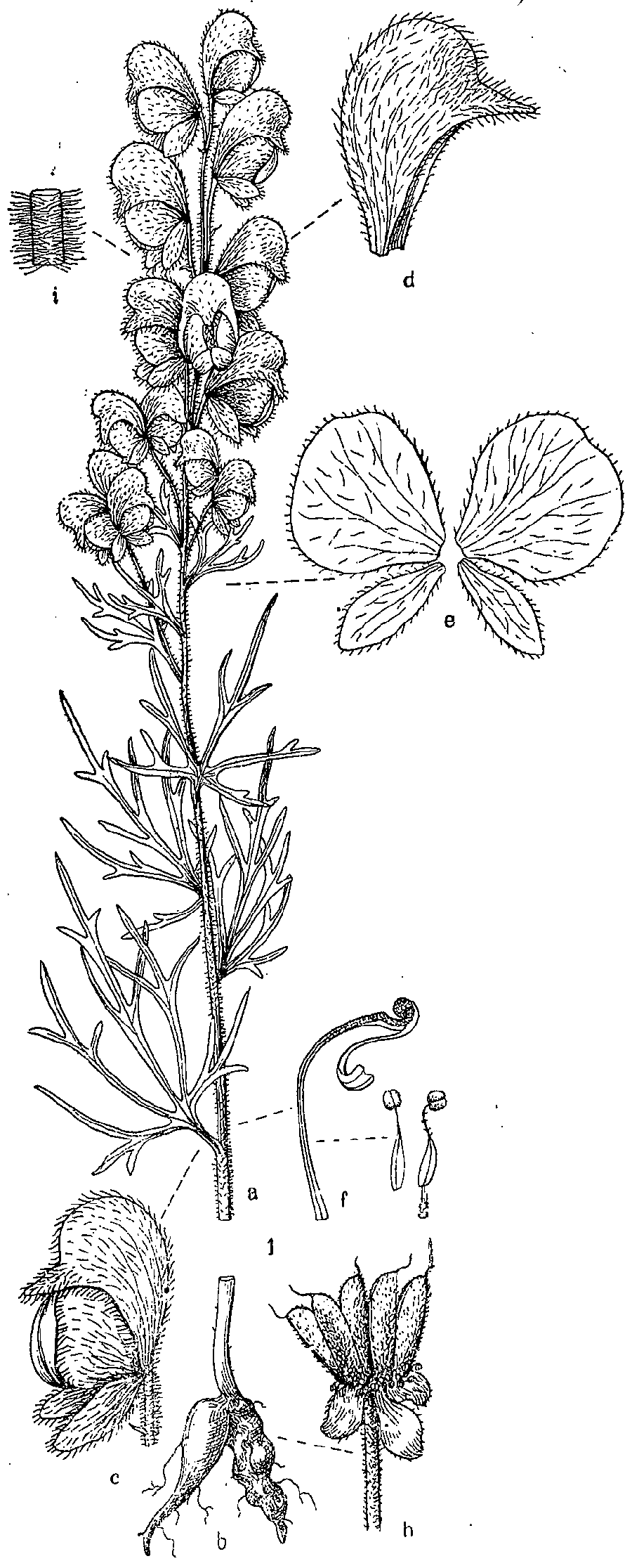 Aconitum_anthora_3a.png