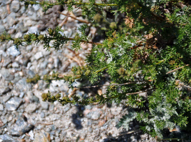 P_Artemisia sp. 21 (Фанские горы, перевал Талбас).JPG
