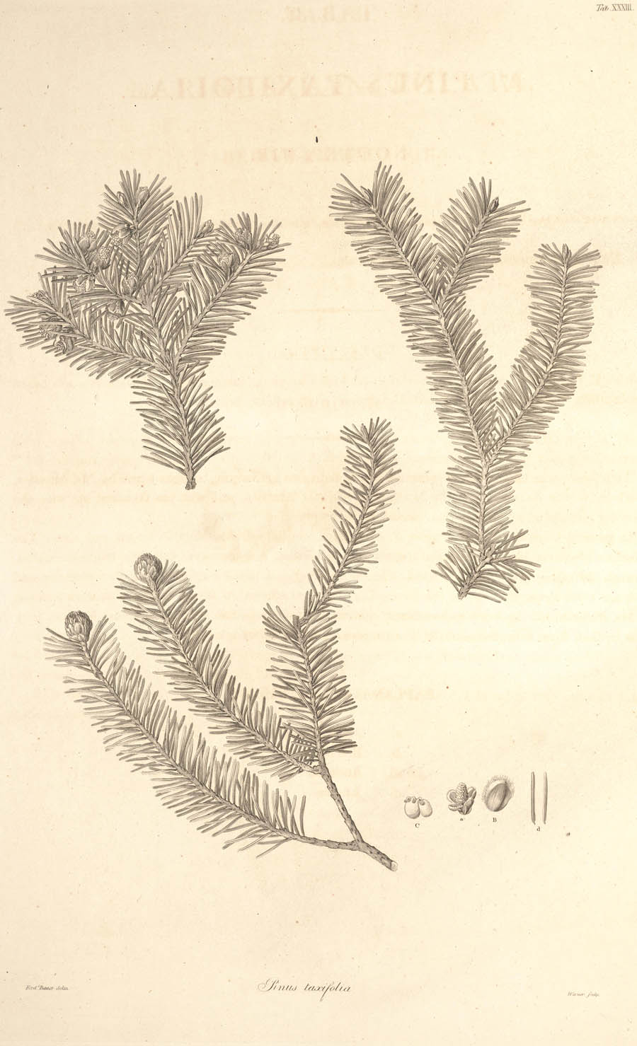 Pinus_taxifolia_2a.jpg