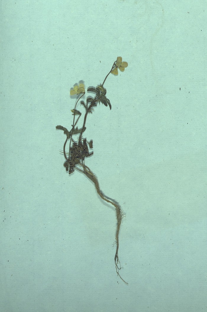 Лютик ползучий Ranunculus repens.jpg
