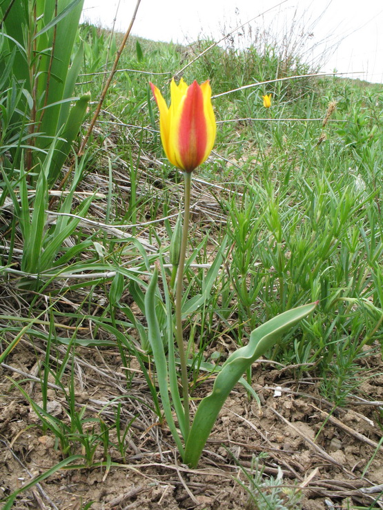Tulips 2016 625_tech.jpg
