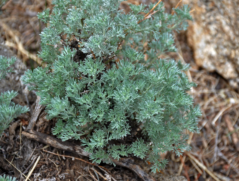 P_Artemisia sp. 17 (Монголия, окр. Эрдэнэсанта).JPG