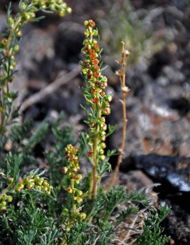 P_Artemisia sp. 25 (Монголия, вулкан Хорго).JPG