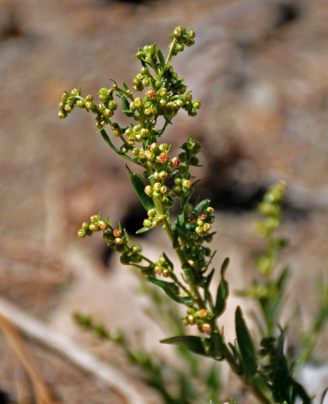 P_Artemisia sp. 35 (Монголия, перевал Оготор Хамар Даваа).JPG