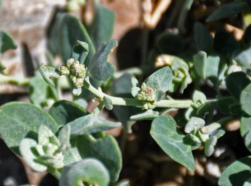 P_Chenopodium frutescens 03 (Монголия, перевал Оготор Хамар Даваа).JPG