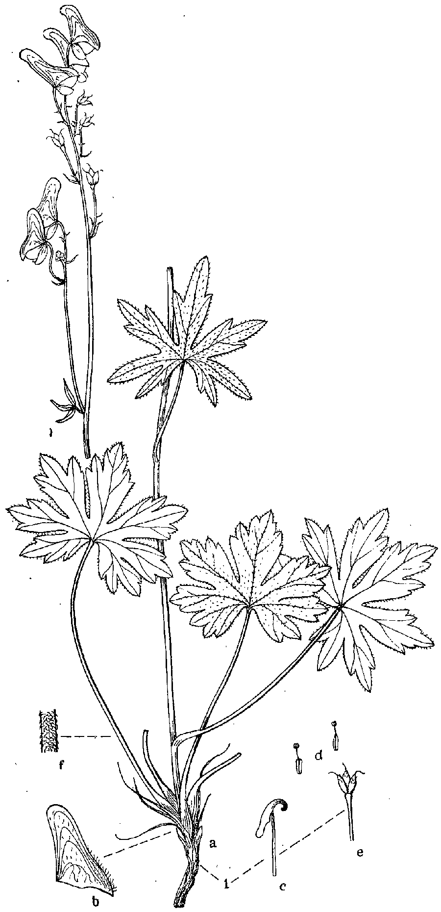Aconitum_ranunculoides_2a.png