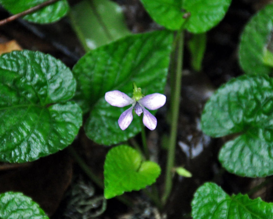 P_Viola curvistylis 2 (Малайзия, Камеронское нагорье).JPG