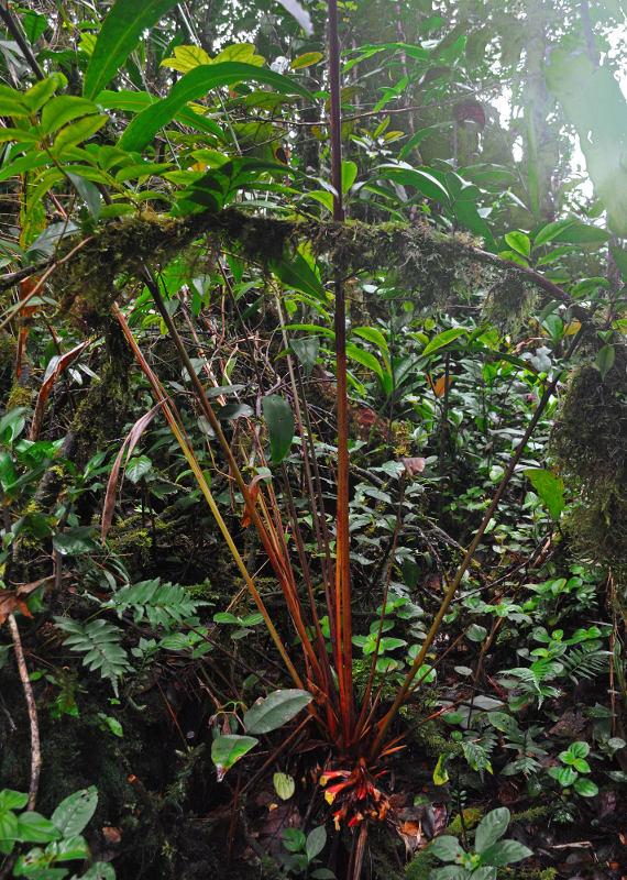 P_Geostachys densiflora 1 (Малайзия, Камеронское нагорье, Ирау).JPG