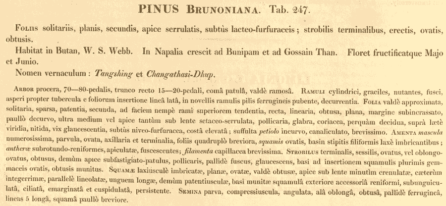 Pinus_brunoniana_1a.png