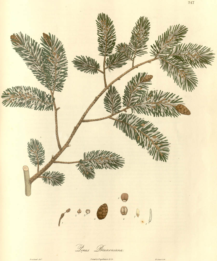Pinus_brunoniana_3a.jpg