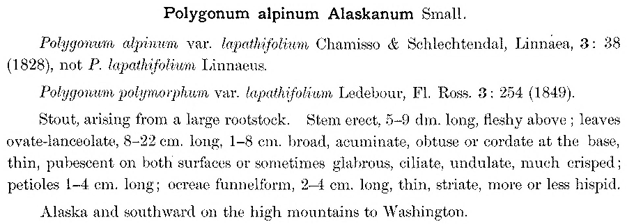 Polygonum_alpinum_alaskanum_1a.png