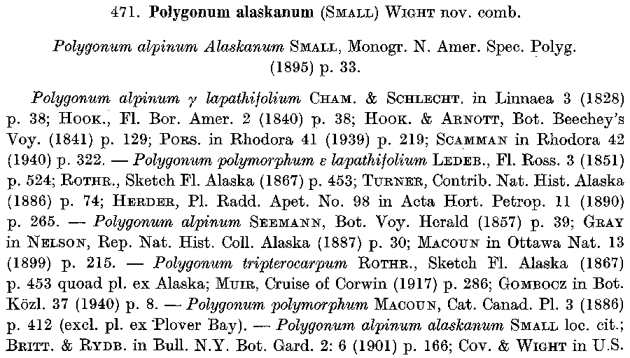Polygonum_alaskanum_2a.png