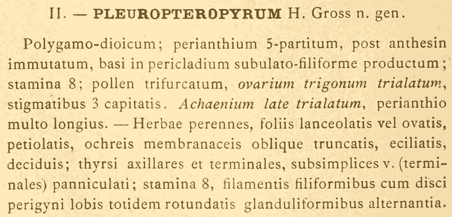 Pleuropteropyrum_1a.png