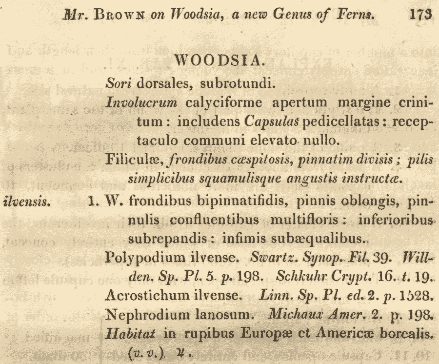Woodsia_ilvensis_1a.png