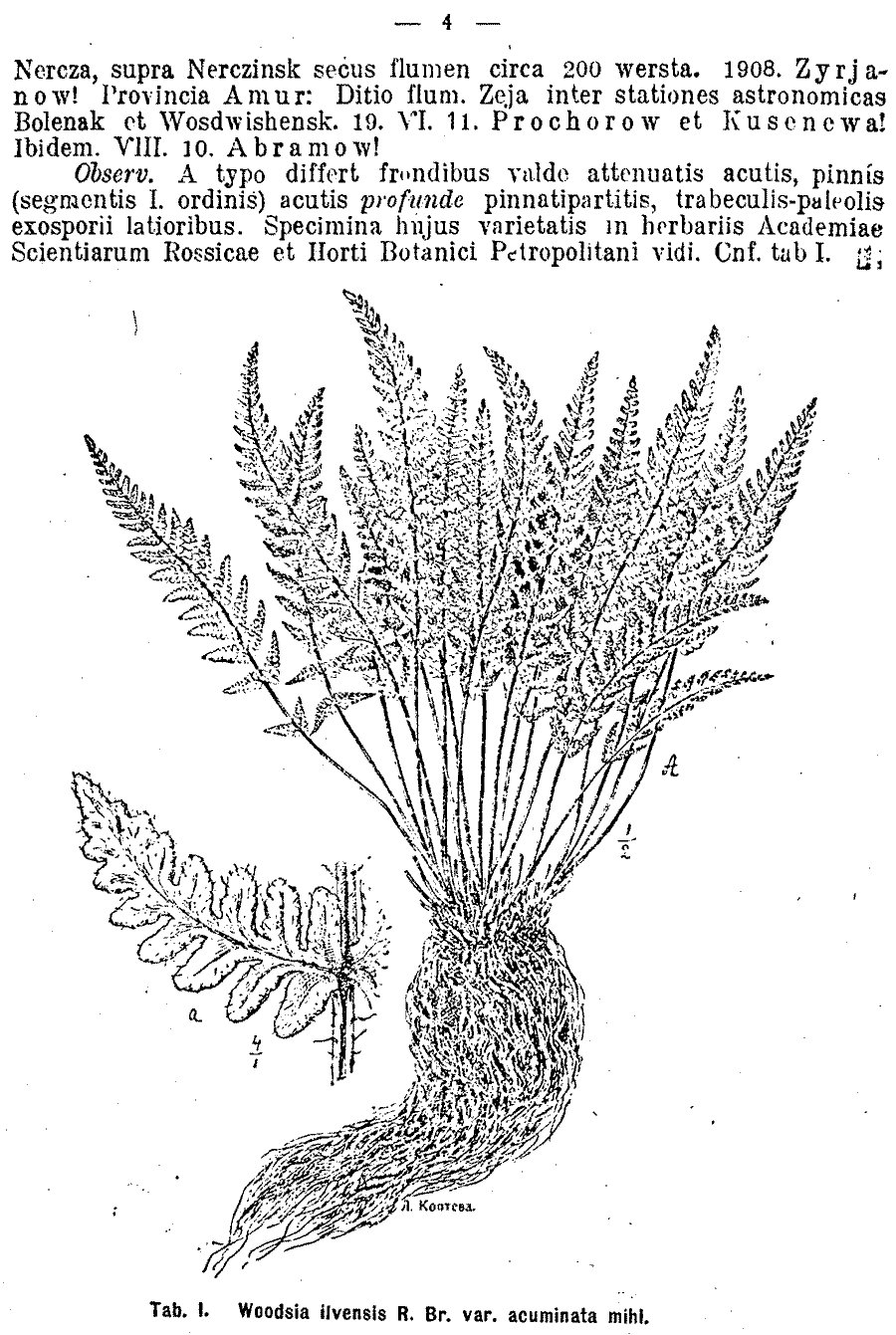 Woodsia_ilvensis_acuminata_2a.png