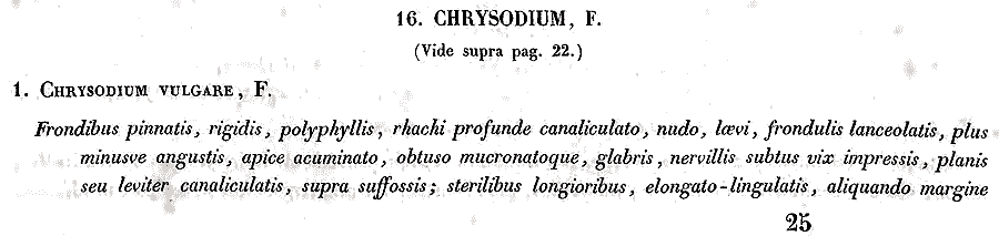 Chrysodium_vulgare_1a.png