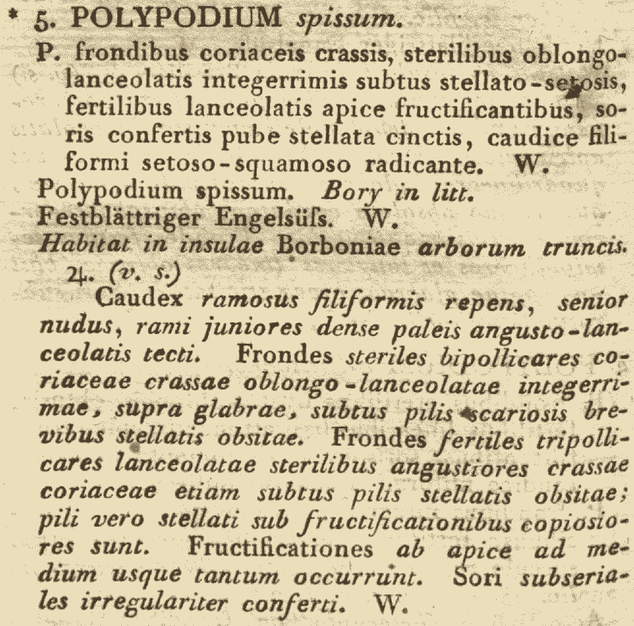 Polypodium_spissum_1a.png