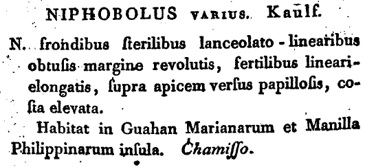 Niphobolus_varius_1a.png