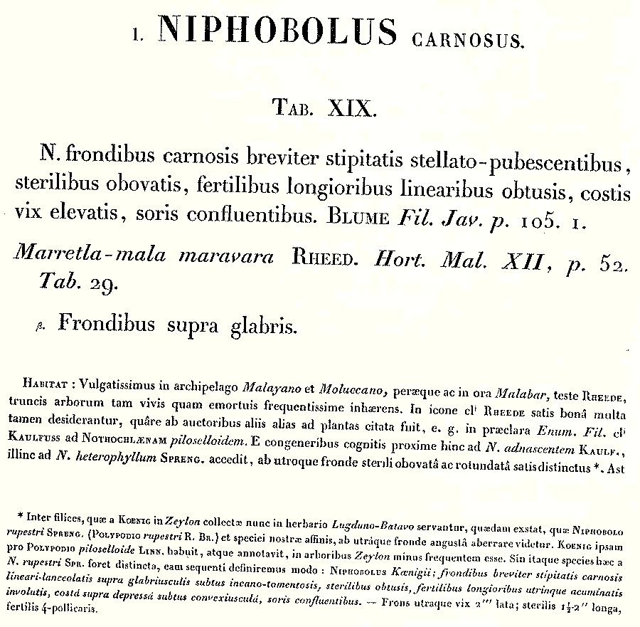 Niphobolus_koenigii_1a.png