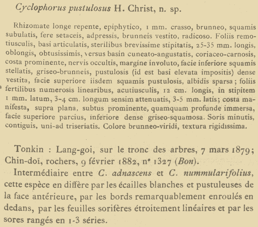 Cyclophorus_pustulosus_1a.png