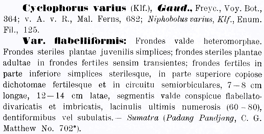 Cyclophorus_varius_flabelliformis_1a.png