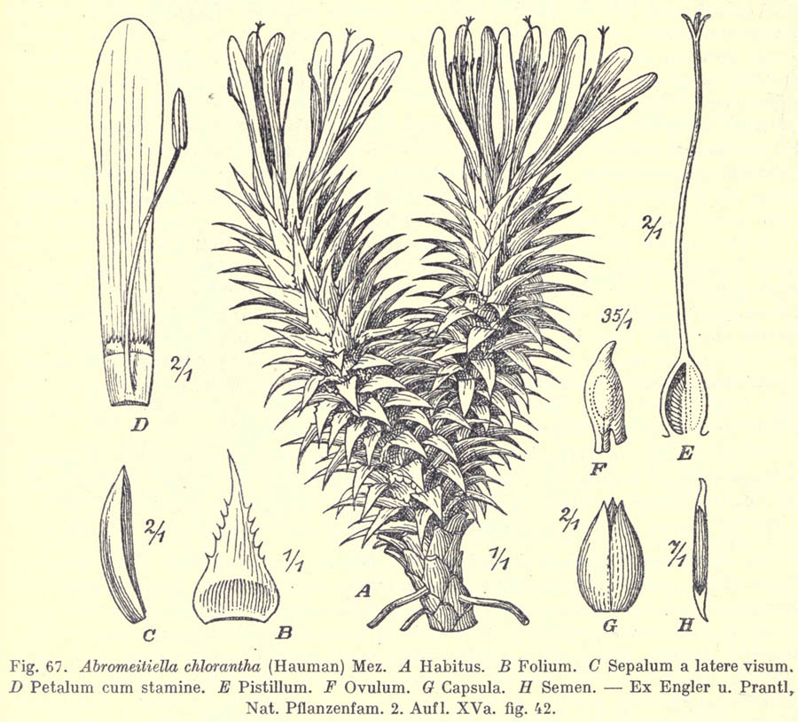 Deuterocohnia_brevifolia_2a.jpg