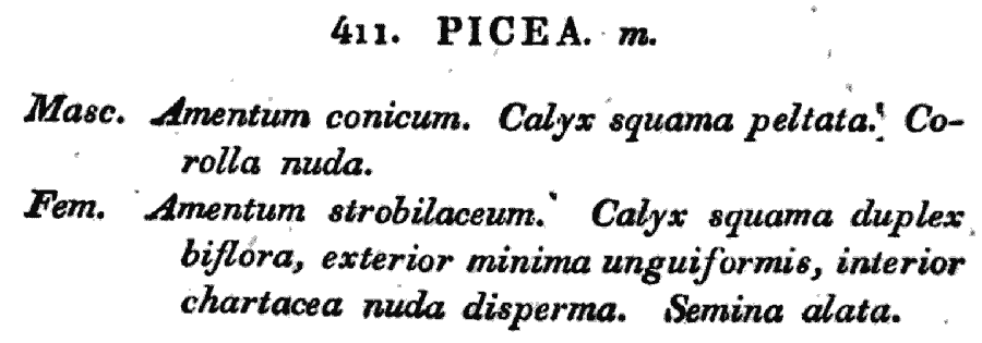 Picea_1a.png