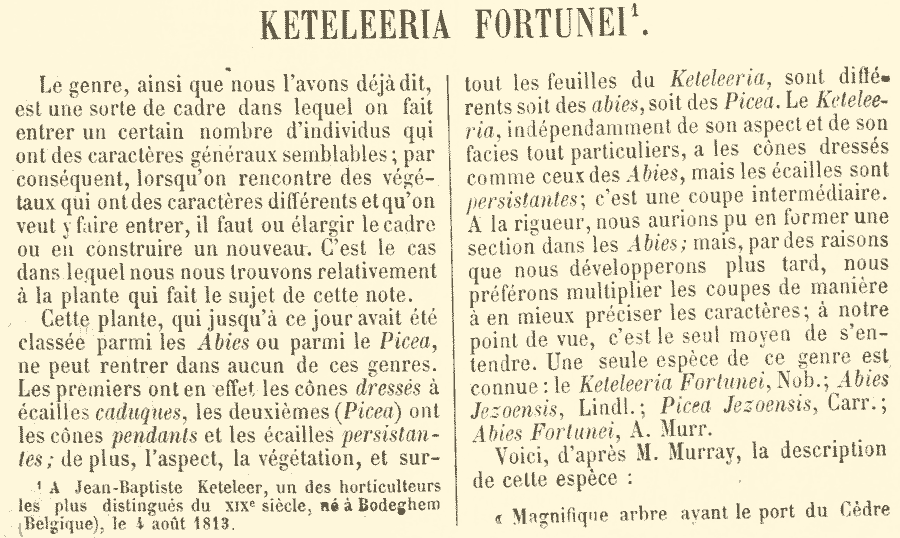 Keteleeria_fortunei_1a.png