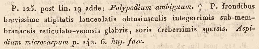 Polypodium_ambiguum_1a.png