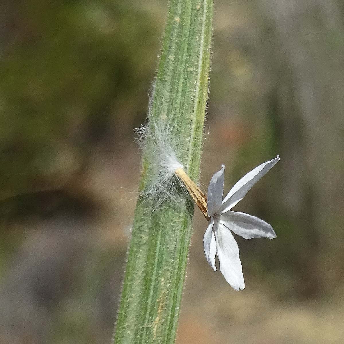 Ursinia anthemoides6.jpg