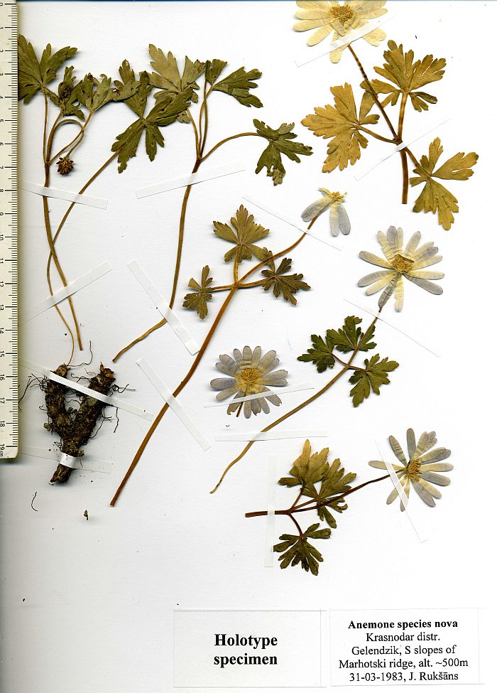 13 Anemone banketovii - holotype herbarium.jpg