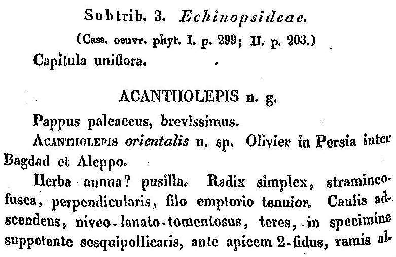 Acantholepis_1a.png