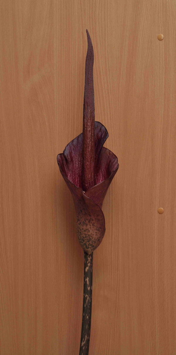 Amorphophallus konjac.JPG
