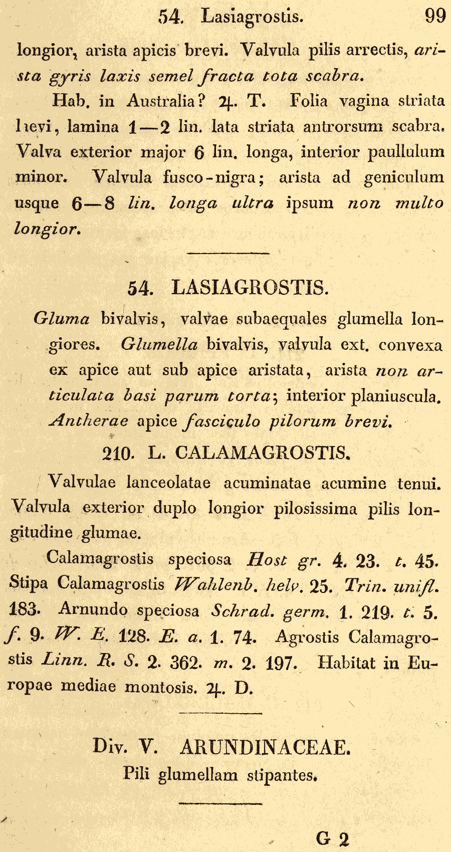 Lasiagrostis_1a.png