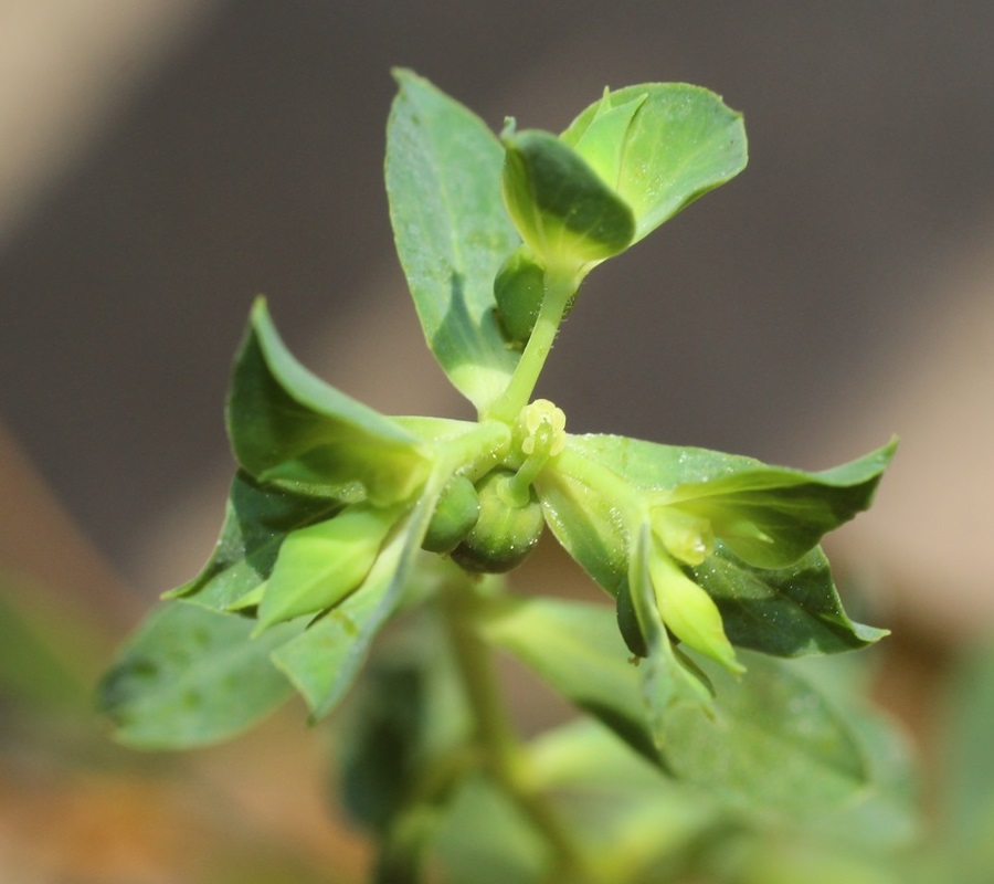 Euphorbia sp. (!) (3).JPG