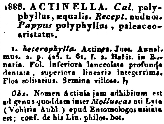 Actinella_1a.png