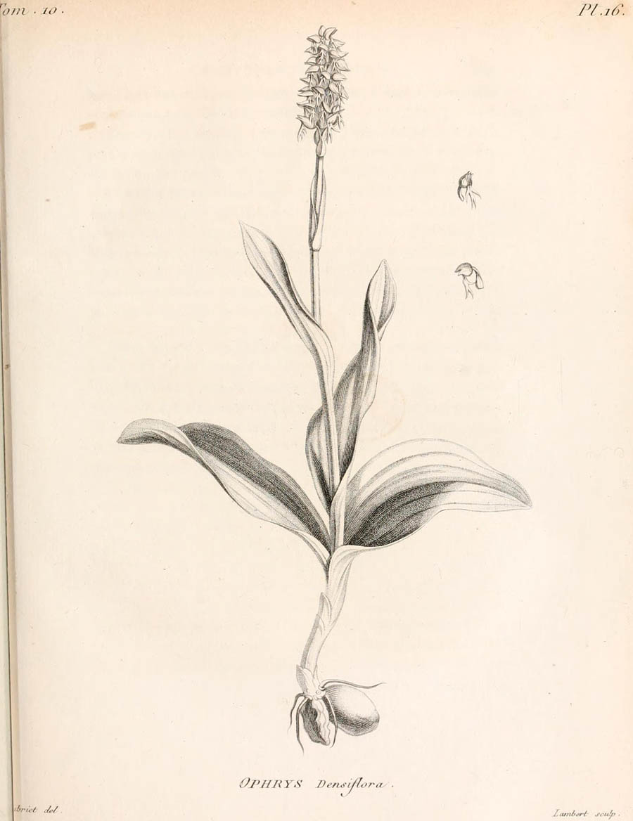 Ophrys_densiflora_2a.jpg