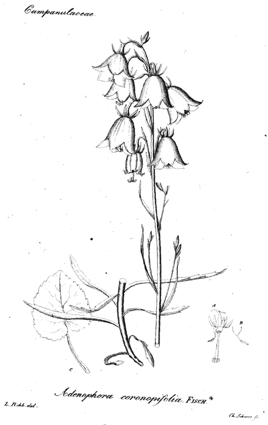 Adenophora_coronopifolia_4a.png