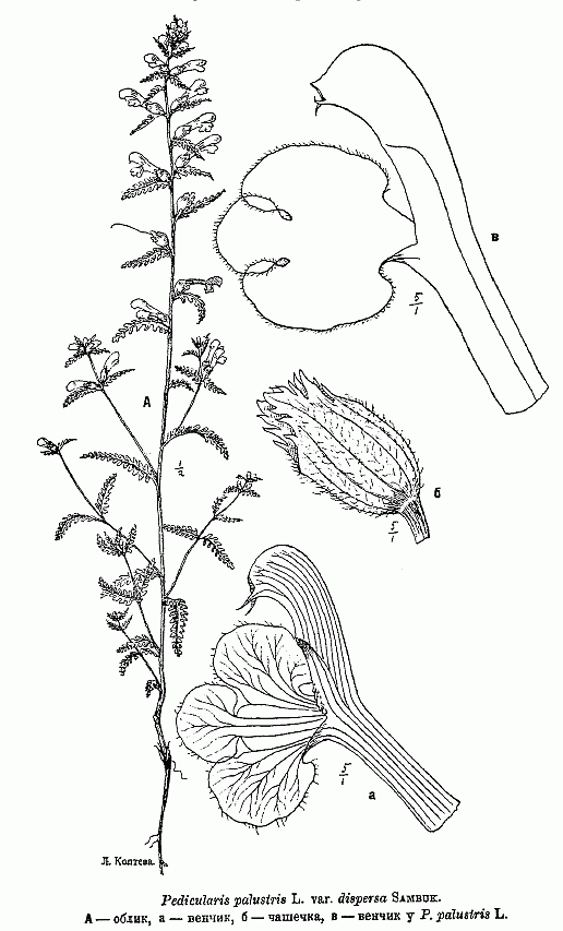 Pedicularis_ palustris_dispersa.gif