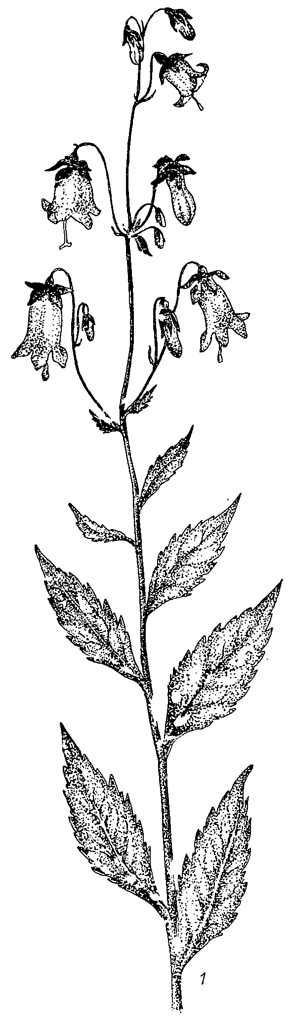 Adenophora_sublata_3a.png