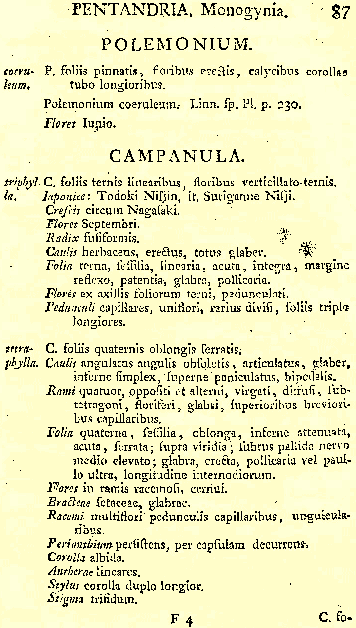 Campanula_triphylla_2a.png