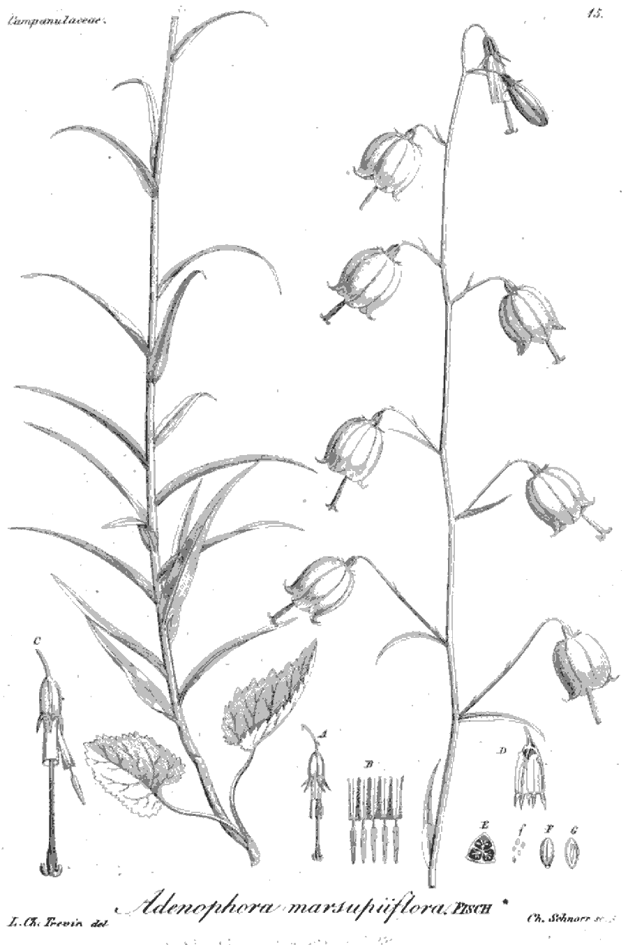 Adenophora_marsupiiflora_2a.png