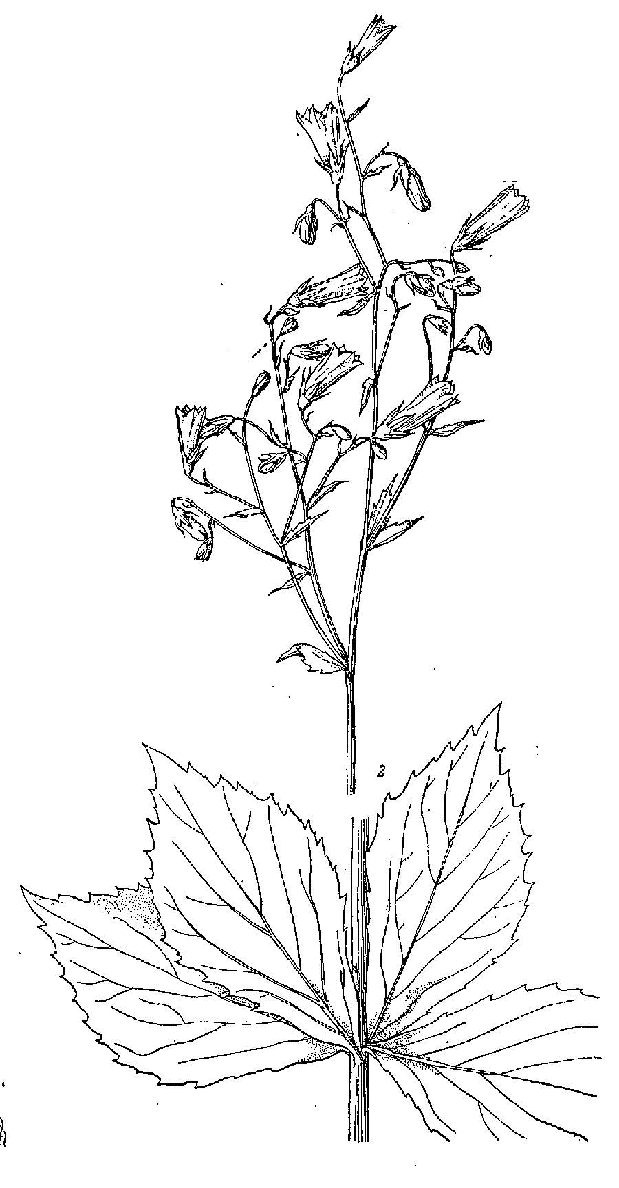 Adenophora_pereskiifolia_2a.png